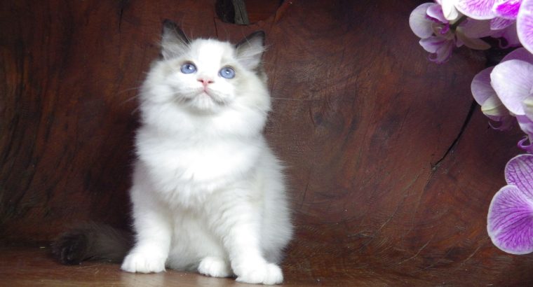 Ragdoll cica! Lola Girl!