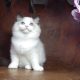 Ragdoll cica! Lola Girl!
