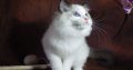 Ragdoll cica! Lola Girl!