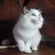 Ragdoll cica! Lola Girl!