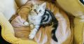 Brit rövidszőrű tabby kislány cica
