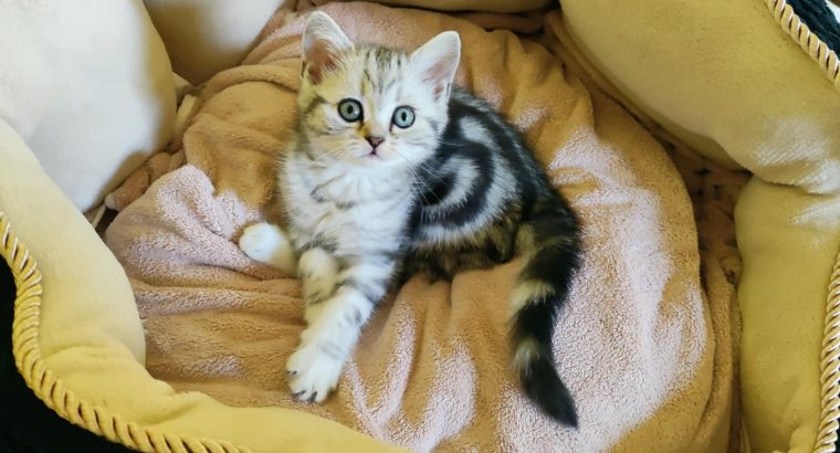 Brit rövidszőrű tabby kislány cica