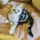 Brit rövidszőrű tabby kislány cica