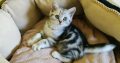Brit rövidszőrű tabby kislány cica
