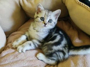 Brit rövidszőrű tabby kislány cica