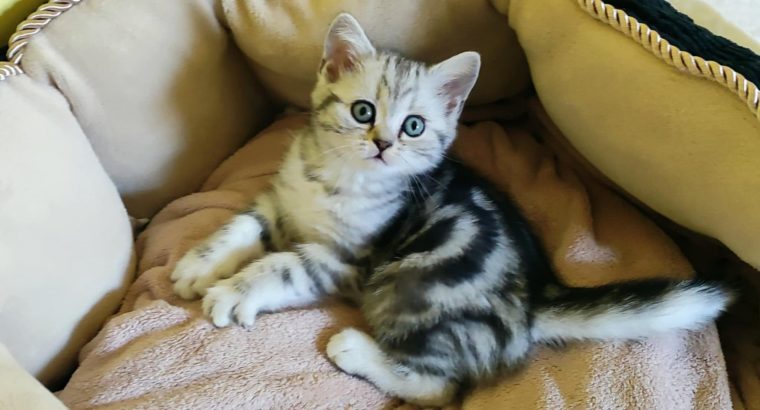 Brit rövidszőrű tabby kislány cica