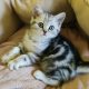 Brit rövidszőrű tabby kislány cica