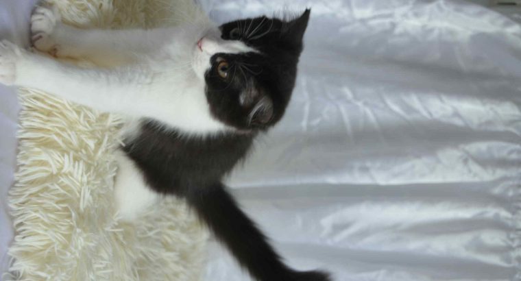 Ragdoll kandúr