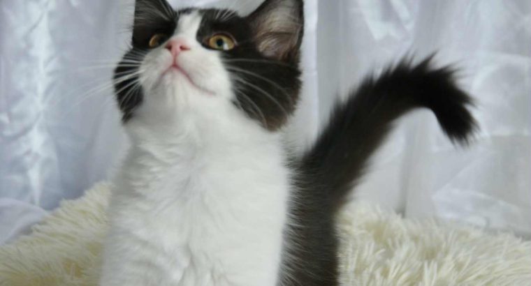 Ragdoll kandúr