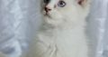 Ragdoll kandúr