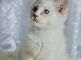 Ragdoll kandúr