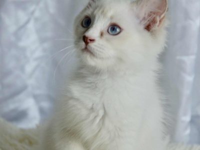 Ragdoll kandúr