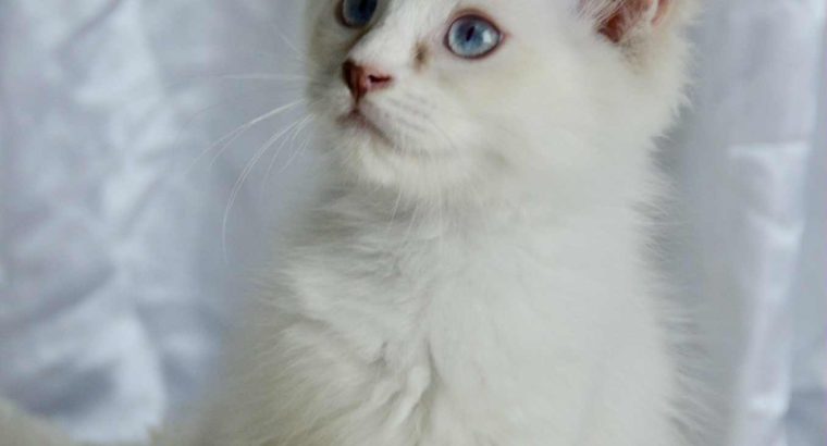 Ragdoll kandúr