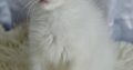 Ragdoll kandúr