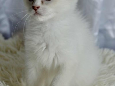 Ragdoll kandúr