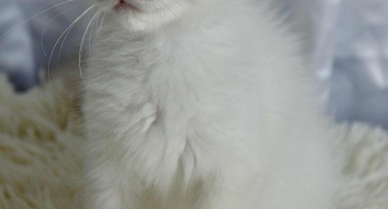Ragdoll kandúr