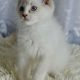 Ragdoll kandúr