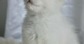 Ragdoll kandúr
