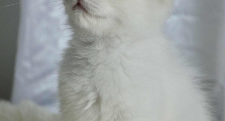Ragdoll kandúr
