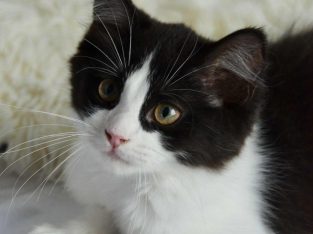 Ragdoll kandúr