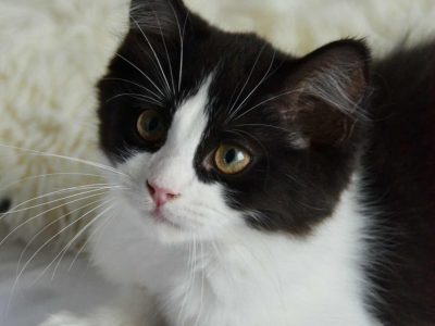 Ragdoll kandúr