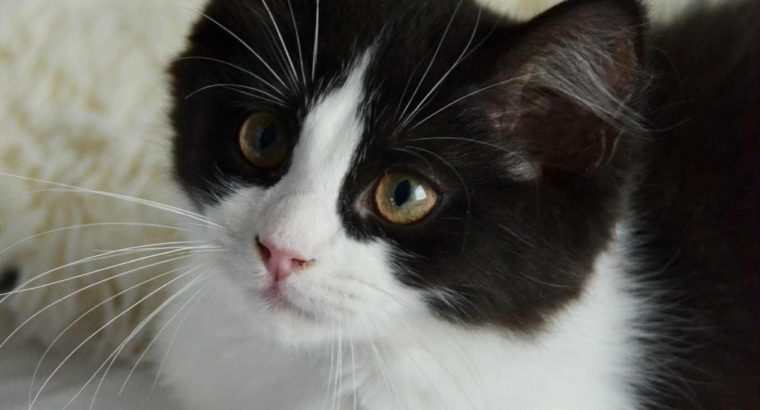Ragdoll kandúr