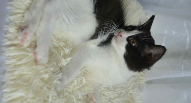 Ragdoll kandúr