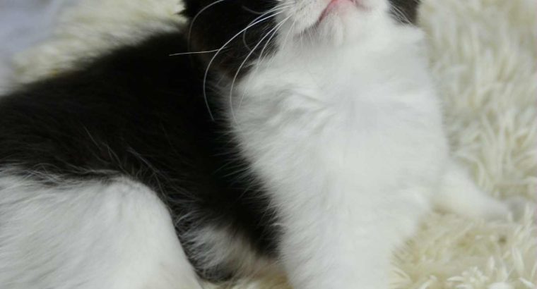 Ragdoll kandúr