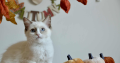 Ragdoll