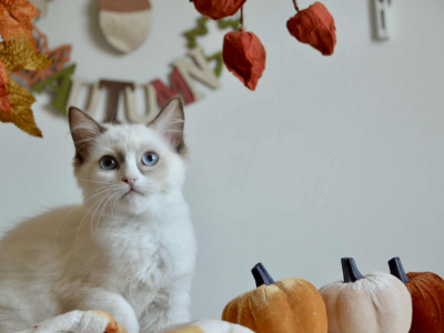 Ragdoll