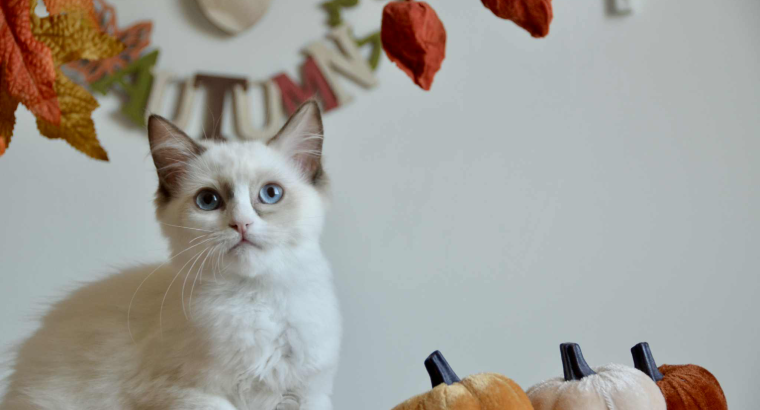 Ragdoll
