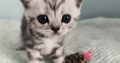 Brit rövidszőrű tabby kandúr – Olaf