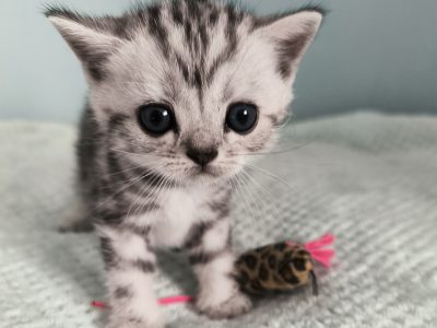 Brit rövidszőrű tabby kandúr – Olaf