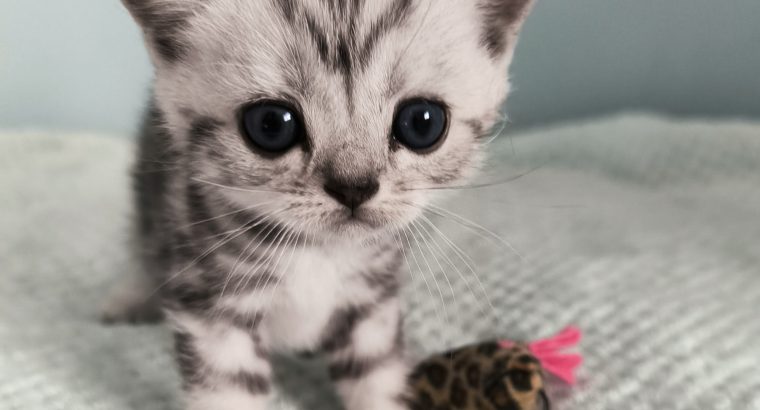 Brit rövidszőrű tabby kandúr – Olaf