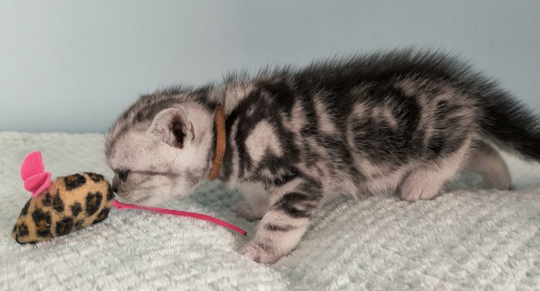 Brit rövidszőrű tabby kandúr – Olaf