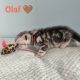 Brit rövidszőrű tabby kandúr – Olaf