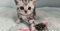 Brit rövidszőrű tabby kandúr – Olaf