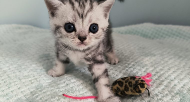 Brit rövidszőrű tabby kandúr – Olaf