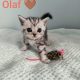 Brit rövidszőrű tabby kandúr – Olaf