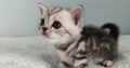 Brit rövidszőrű tabby kandúr – Olaf