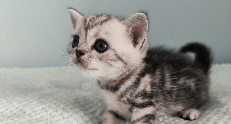 Brit rövidszőrű tabby kandúr – Olaf