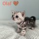 Brit rövidszőrű tabby kandúr – Olaf