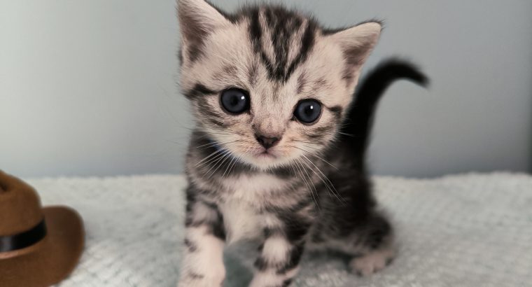 Brit rövidszőrű tabby kandúr – Odin