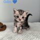 Brit rövidszőrű tabby kandúr – Odin