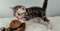 Brit rövidszőrű tabby kandúr – Odin