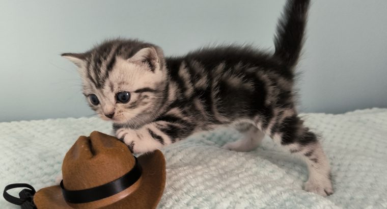 Brit rövidszőrű tabby kandúr – Odin