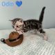 Brit rövidszőrű tabby kandúr – Odin