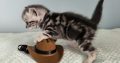 Brit rövidszőrű tabby kandúr – Odin