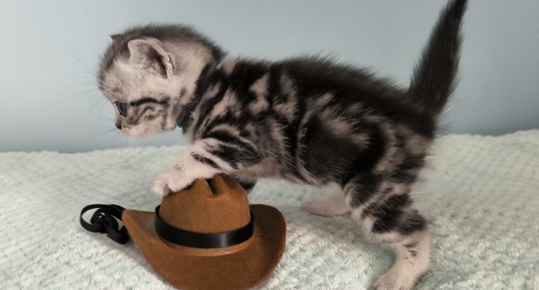 Brit rövidszőrű tabby kandúr – Odin