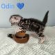 Brit rövidszőrű tabby kandúr – Odin